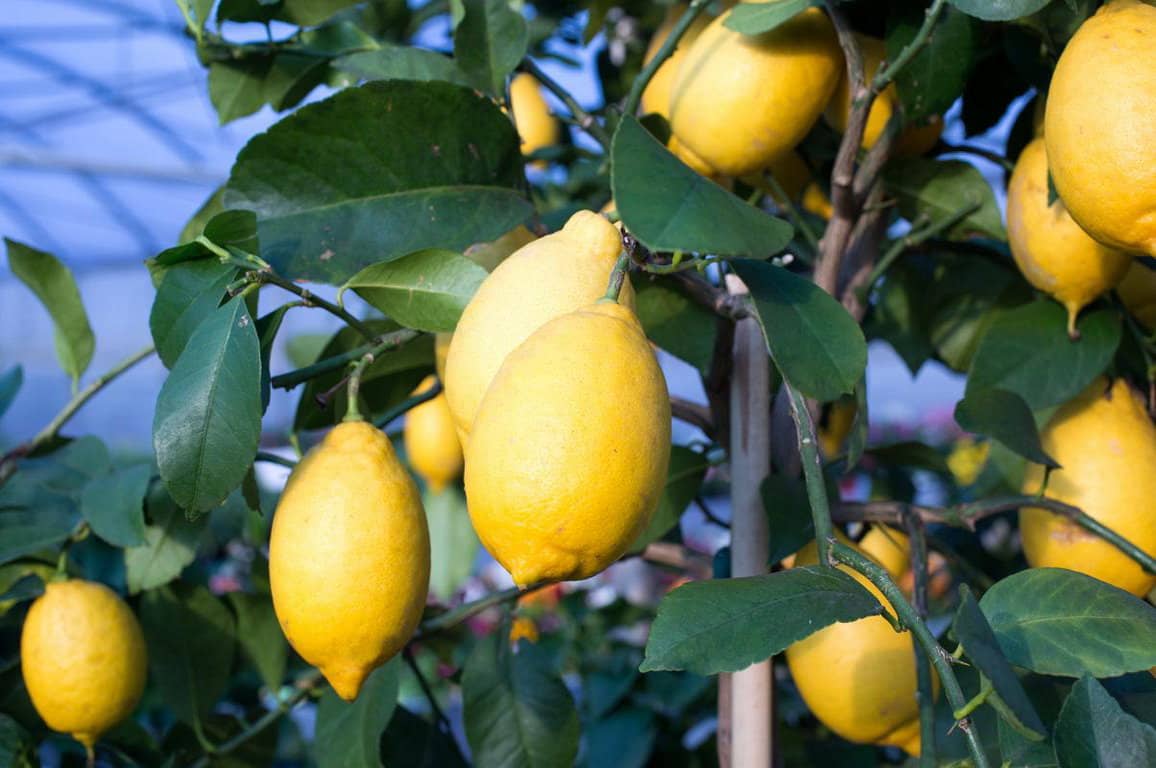 Süßsaures Sizilien: Zitronen aus Catania, Syracusa, Messina und Palermo