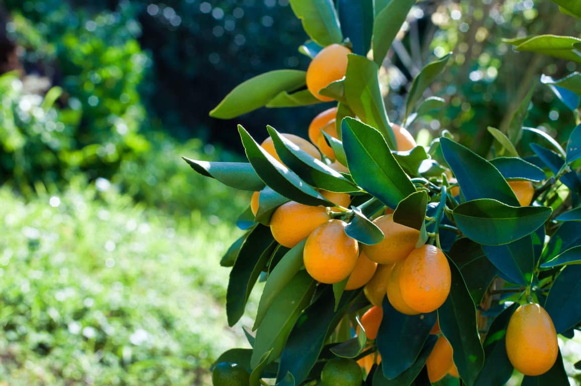 Closeup of kumquat on the plant Korfu-Spezialität: Kumquat